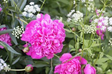 Pembe şakayık çiçekleri. Çiçek mevsiminde güzel süs bitkileri.