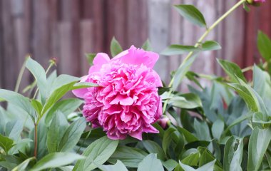 Pembe şakayık çiçekleri. Çiçek mevsiminde güzel süs bitkileri.