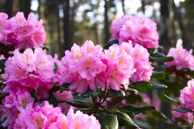 Bahçedeki Rhododendron bitkileri. Pembe çiçekler yakın..
