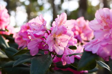 Bahçedeki Rhododendron bitkileri. Pembe çiçekler yakın..