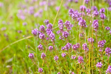 Tarlada yetişen taze kekik. Tıbbi bitkiler..