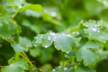 Yeşil çimenler ve yağmur damlaları ile bitkiler.