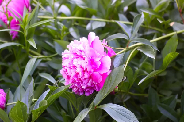 満開のピンクの牡丹の花 開花期の美しい観賞植物 — ストック写真