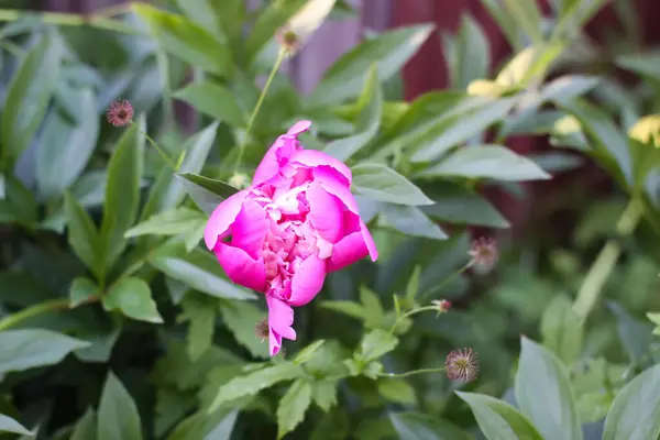 Stock image Pink peony flowers in full bloom. Beautiful ornamental plants in flowering season.