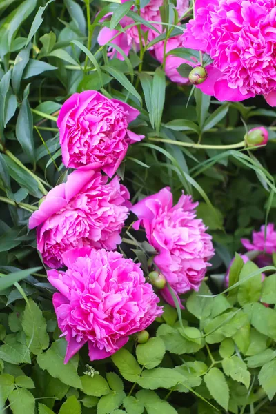 満開のピンクの牡丹の花 開花期の美しい観賞植物 — ストック写真