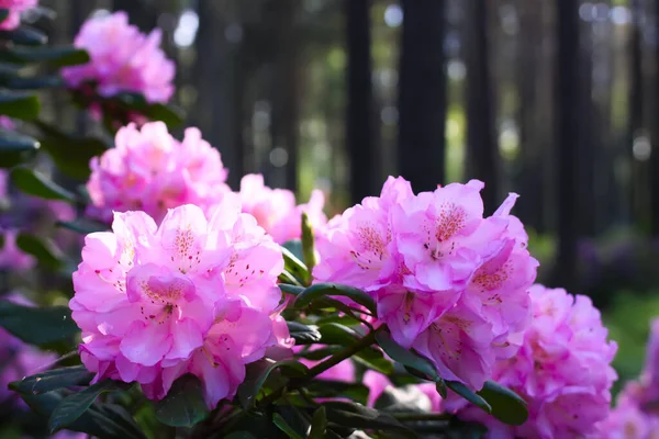 Φυτά Ροδόδενδρου Στον Κήπο Ροζ Λουλούδια Κοντά — Φωτογραφία Αρχείου