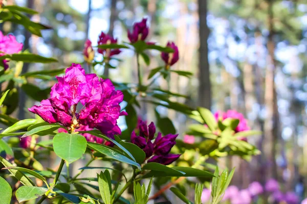 Rośliny Rododendrona Ogrodzie Różowe Kwiaty Bliska — Zdjęcie stockowe