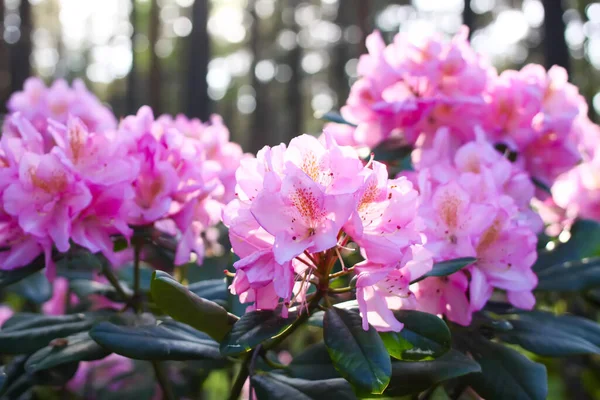 Rhododendron Planten Tuin Roze Bloemen Dicht — Stockfoto