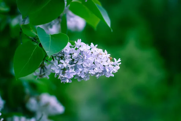 Красива Гілка Бузкових Квітів Зеленому Розмитому Фоні Природи — стокове фото