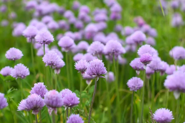 stock image Flowering ornamental purple onion in vegetable garden.