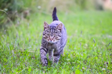 Evcil kedi bahçede yürüyor.
