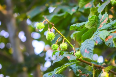 Bahar mevsiminde bir ağaç dalında olgunlaşmamış yeşil kestaneler