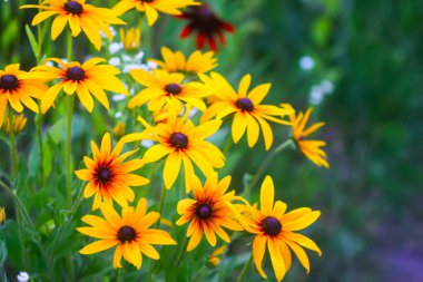 Rudbeckia bitkileri, koni çiçekleri veya siyah gözlü Susan.