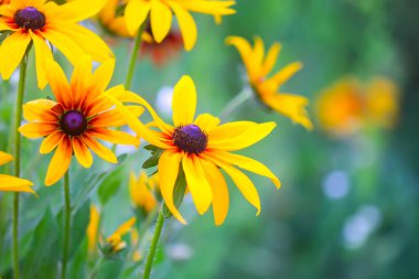 Rudbeckia bitkileri, koni çiçekleri veya siyah gözlü Susan.