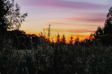Letonya 'da manzara. Gün batımında manzara manzarası. Kırsalda yaz mevsimi.