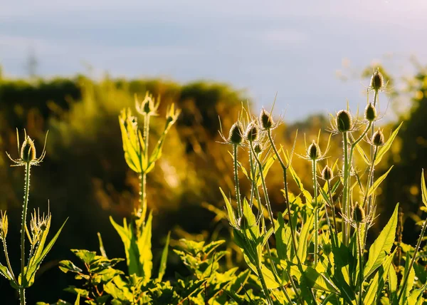 Teasel Plants Sunset Light Golden Hour Nature — Stock Photo, Image