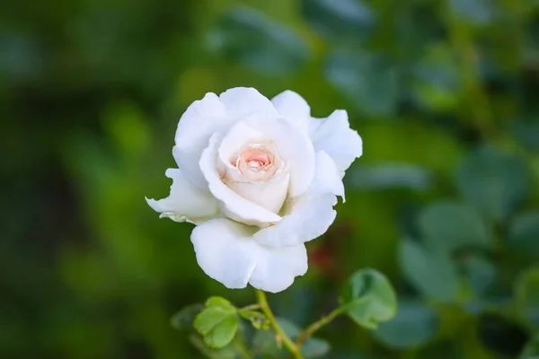 Fleurs Roses Dans Jardin — Photo