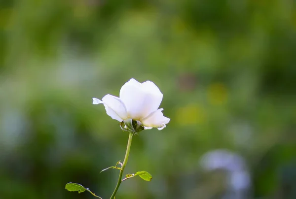 Rose Flowers Garden — Stock Photo, Image