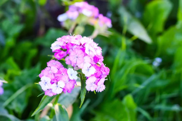 Yaz Bahçesinde Çiçek Açan Türk Karanfili Dianthus Barbatus Bitkileri — Stok fotoğraf
