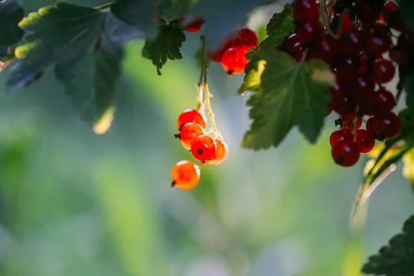 Ripening Red Currant Berries Bush — Stock Photo, Image