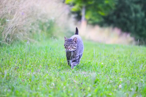 庭を歩く猫 — ストック写真