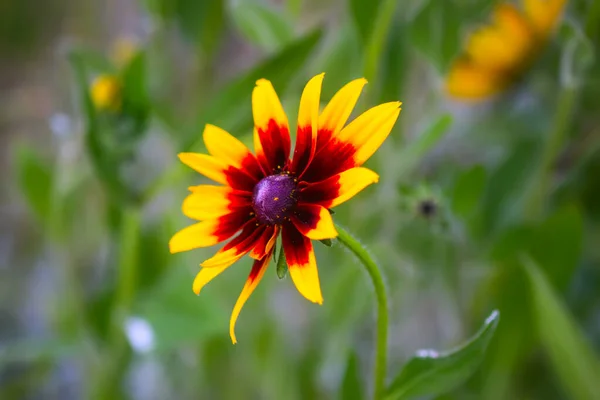 Rudbeckia Bitkileri Koni Çiçekleri Veya Siyah Gözlü Susan — Stok fotoğraf