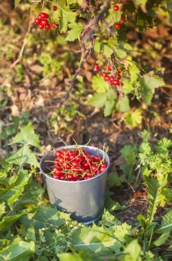 Yaz bahçesinde frenk üzümü. Küçük metal kovada taze organik böğürtlenler.