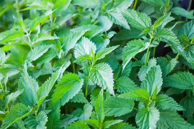 Urtica dioica ya da ısırgan otu. Bahar bahçesinde genç bitkiler. İlaç fabrikası.