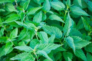 Urtica dioica ya da ısırgan otu. Bahar bahçesinde genç bitkiler. İlaç fabrikası.