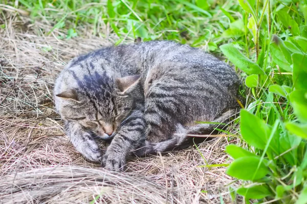 Τεμπέλικη Γάτα Που Κοιμάται Έξω — Φωτογραφία Αρχείου