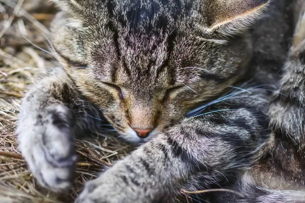 Лінивий Домашній Кіт Спить Відкритому Повітрі — стокове фото