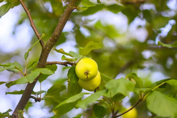 Jabłoń Jabłkami Gałęzi — Zdjęcie stockowe