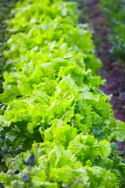 Salad grow in the garden in summer. Eco-friendly gardening in the countryside.