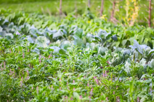 Verdure Crescono Giardino Estate Giardinaggio Ecologico Campagna — Foto Stock