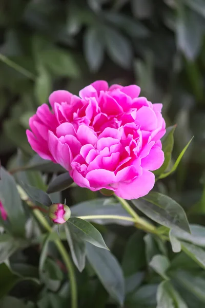 Close Pink Peony Flowers — Stock Photo, Image
