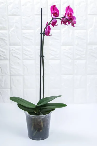 Belle Fleur Orchidée Fleurs Plante Intérieur Pourpre Pot Fleur — Photo