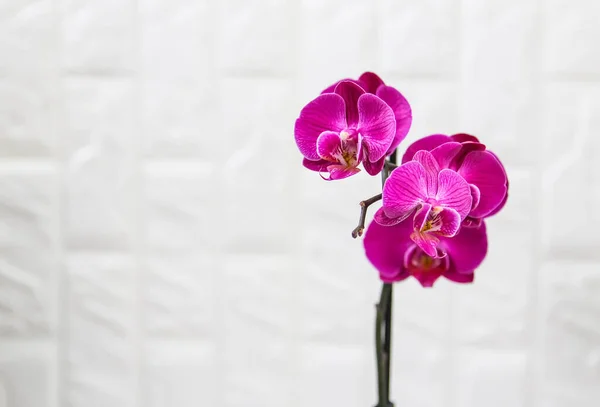 Güzel Açan Orkide Çiçeği Çiçek Açmış Mor Saksı Bitkisi — Stok fotoğraf