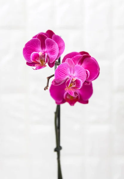 Güzel Açan Orkide Çiçeği Çiçek Açmış Mor Saksı Bitkisi — Stok fotoğraf