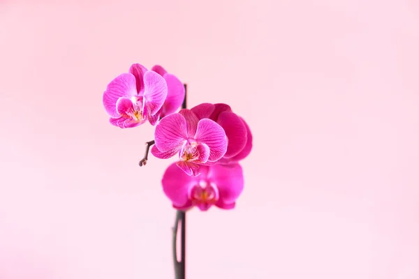 Belle Fleur Orchidée Fleurs Plante Intérieur Pourpre Pot Fleur — Photo