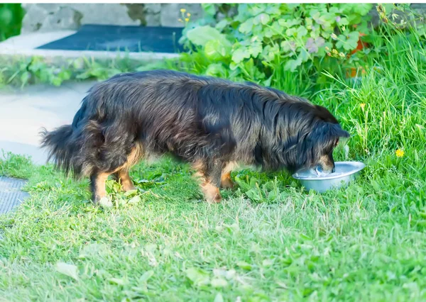 Perro Comiendo Comida Del Tazón Aire Libre — Foto de Stock