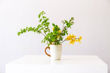 Minimalist tarzda bitkisel kompozisyon. Vazoda bahar ağacı dalları. Sert gölgeler ve parlak güneş ışığı.