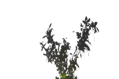 Buketteki dalların bulanık gölgeleri. Sert ışık ve gölge arkaplan.