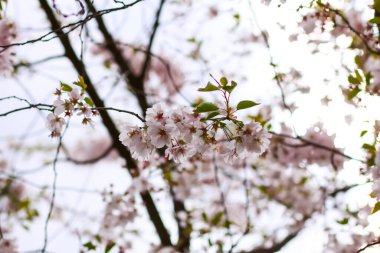 Sakura kiraz çiçeği. Bahar parkında harika çiçek açan ağaçlar. Pembe çiçekler. Çiçek arkaplan, afiş, kart. Doğa fotoğrafçılığı.