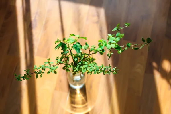 Herbal composition in minimalist style. Spring tree branches in vase. Hard shadows and bright sunlight.