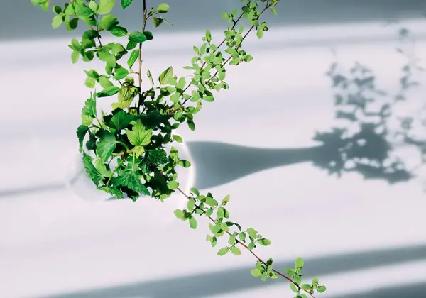 stock image Herbal composition in minimalist style. Spring tree branches in vase. Hard shadows and bright sunlight.