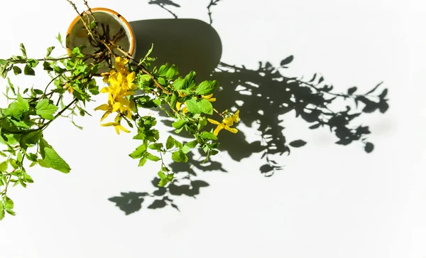 Herbal composition in minimalist style. Spring tree branches in vase. Hard shadows and bright sunlight.