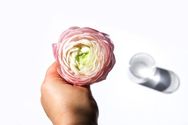 Ranunculus beautiful delicate flower in a hand. Floral decor. Bright sunlight and shadows on a white surface