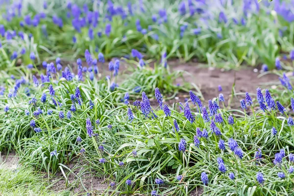 Flores Muscari Parque Primavera Muscari Armeniacum Plantas Jacintos Uva Que — Foto de Stock