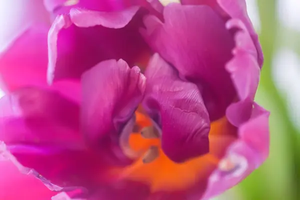 Ramo Flores Tulipán Decoración Floral Vacaciones — Foto de Stock