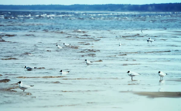 海鸥对海岸的攻击 — 图库照片